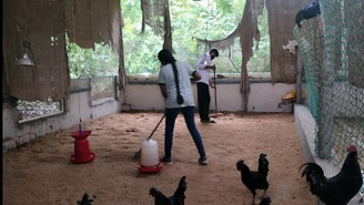 Certificate in Poultry Farming